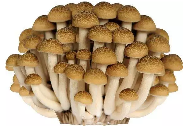 http://m.japetm.cn/ewebeditor/uploadfile/20170914091421667001.png