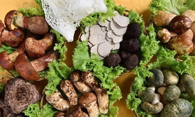 國家蘑菇地理：中國哪里的蘑菇最好吃？