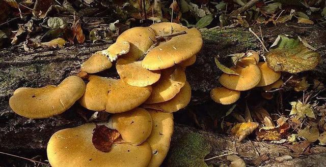 國家蘑菇地理：中國哪里的蘑菇最好吃？