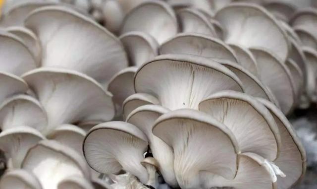 國家蘑菇地理：中國哪里的蘑菇最好吃？